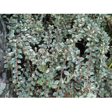 Кизильник горизонтальний ряболистий Варієгатус | Cotoneaster atropurpureus Variegatus | Кизильник горизонтальный пестролистный Вариегатус