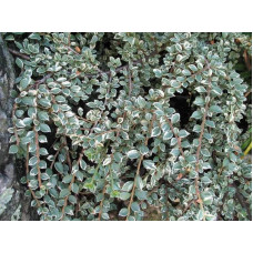 Кизильник горизонтальний ряболистий Варієгатус | Cotoneaster atropurpureus Variegatus | Кизильник горизонтальный пестролистный Вариегатус