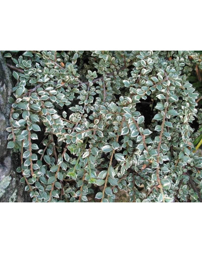 Кизильник горизонтальний ряболистий Варієгатус | Cotoneaster atropurpureus Variegatus | Кизильник горизонтальный пестролистный Вариегатус