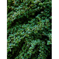 Кизильник горизонтальний ряболистий Варієгатус | Cotoneaster atropurpureus Variegatus | Кизильник горизонтальный пестролистный Вариегатус