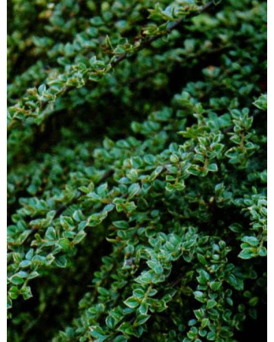 Кизильник горизонтальний ряболистий Варієгатус | Cotoneaster atropurpureus Variegatus | Кизильник горизонтальный пестролистный Вариегатус