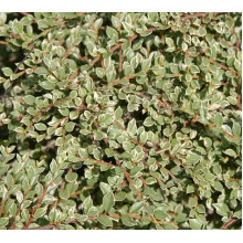Кизильник горизонтальний ряболистий Варієгатус | Cotoneaster atropurpureus Variegatus | Кизильник горизонтальный пестролистный Вариегатус