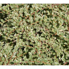 Кизильник горизонтальний ряболистий Варієгатус | Cotoneaster atropurpureus Variegatus | Кизильник горизонтальный пестролистный Вариегатус