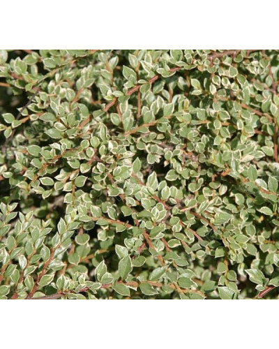 Кизильник горизонтальний ряболистий Варієгатус | Cotoneaster atropurpureus Variegatus | Кизильник горизонтальный пестролистный Вариегатус