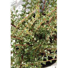 Кизильник горизонтальний ряболистий Варієгатус | Cotoneaster atropurpureus Variegatus | Кизильник горизонтальный пестролистный Вариегатус