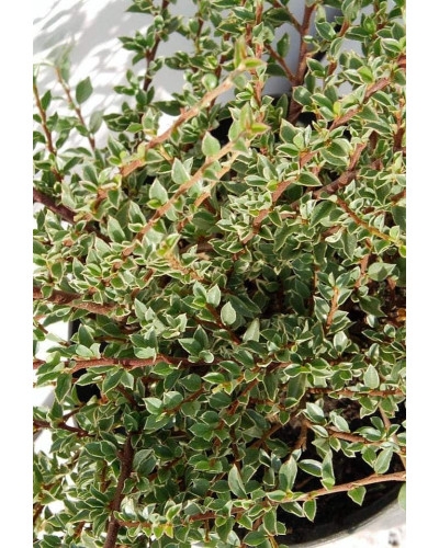 Кизильник горизонтальний ряболистий Варієгатус | Cotoneaster atropurpureus Variegatus | Кизильник горизонтальный пестролистный Вариегатус