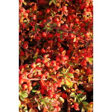 Кизильник гібридний Скогольм / Стокгольм | Cotoneaster suecicus Skogholm | Кизильник гибридный Скогольм / Стокгольм