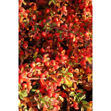 Кизильник гібридний Скогольм / Стокгольм | Cotoneaster suecicus Skogholm | Кизильник гибридный Скогольм / Стокгольм