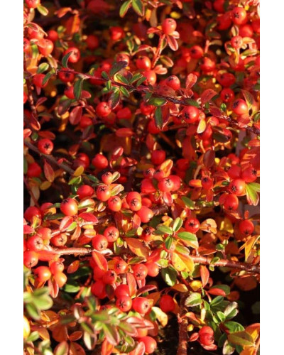 Кизильник гібридний Скогольм / Стокгольм | Cotoneaster suecicus Skogholm | Кизильник гибридный Скогольм / Стокгольм