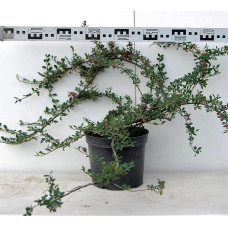 Кизильник гібридний Скогольм / Стокгольм | Cotoneaster suecicus Skogholm | Кизильник гибридный Скогольм / Стокгольм