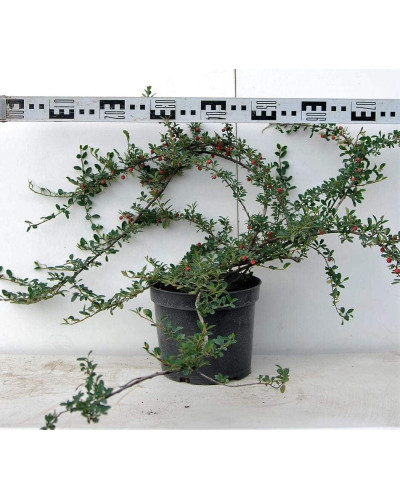 Кизильник гібридний Скогольм / Стокгольм | Cotoneaster suecicus Skogholm | Кизильник гибридный Скогольм / Стокгольм