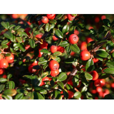 Кизильник гібридний Скогольм / Стокгольм | Cotoneaster suecicus Skogholm | Кизильник гибридный Скогольм / Стокгольм