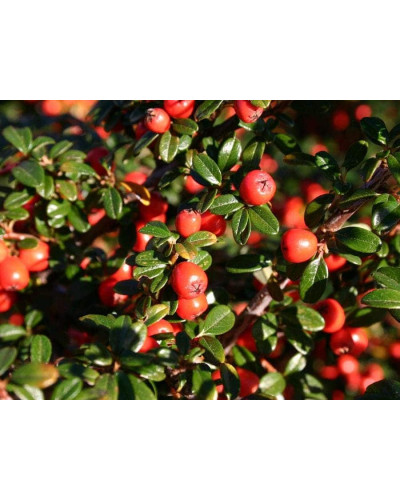 Кизильник гібридний Скогольм / Стокгольм | Cotoneaster suecicus Skogholm | Кизильник гибридный Скогольм / Стокгольм