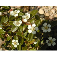 Кизильник гібридний Скогольм / Стокгольм | Cotoneaster suecicus Skogholm | Кизильник гибридный Скогольм / Стокгольм