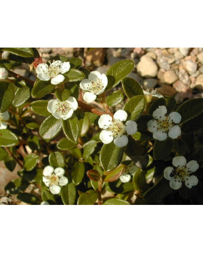 Кизильник гібридний Скогольм / Стокгольм | Cotoneaster suecicus Skogholm | Кизильник гибридный Скогольм / Стокгольм