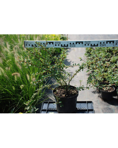 Кизильник гібридний Скогольм / Стокгольм | Cotoneaster suecicus Skogholm | Кизильник гибридный Скогольм / Стокгольм