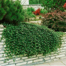 Кизильник гібридний Скогольм / Стокгольм | Cotoneaster suecicus Skogholm | Кизильник гибридный Скогольм / Стокгольм