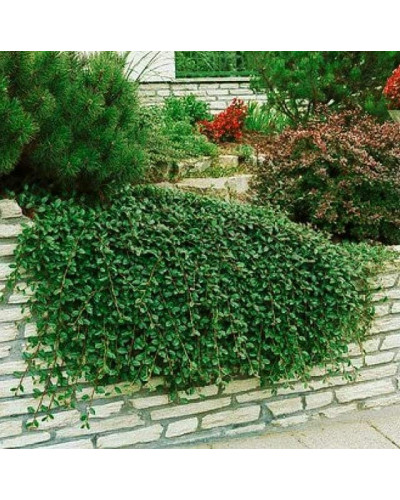 Кизильник гібридний Скогольм / Стокгольм | Cotoneaster suecicus Skogholm | Кизильник гибридный Скогольм / Стокгольм