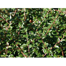 Кизильник гібридний Скогольм / Стокгольм | Cotoneaster suecicus Skogholm | Кизильник гибридный Скогольм / Стокгольм