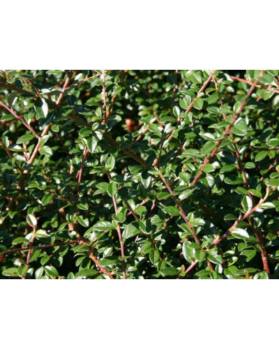Кизильник гібридний Скогольм / Стокгольм | Cotoneaster suecicus Skogholm | Кизильник гибридный Скогольм / Стокгольм