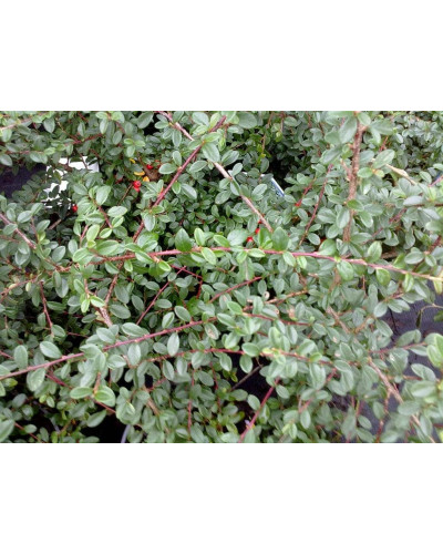 Кизильник гібридний Скогольм / Стокгольм | Cotoneaster suecicus Skogholm | Кизильник гибридный Скогольм / Стокгольм