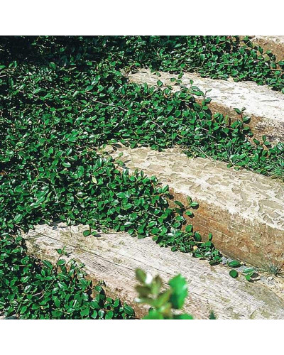 Кизильник гібридний Скогольм / Стокгольм | Cotoneaster suecicus Skogholm | Кизильник гибридный Скогольм / Стокгольм