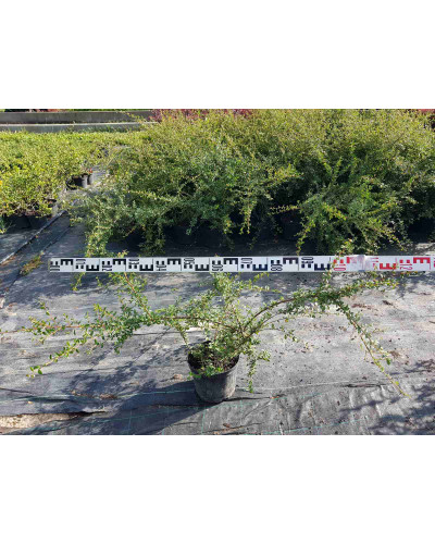 Кизильник гібридний Скогольм / Стокгольм | Cotoneaster suecicus Skogholm | Кизильник гибридный Скогольм / Стокгольм