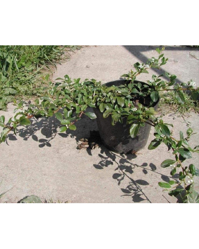 Кизильник гібридний Скогольм / Стокгольм | Cotoneaster suecicus Skogholm | Кизильник гибридный Скогольм / Стокгольм