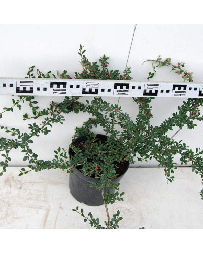 Кизильник гібридний Скогольм / Стокгольм | Cotoneaster suecicus Skogholm | Кизильник гибридный Скогольм / Стокгольм