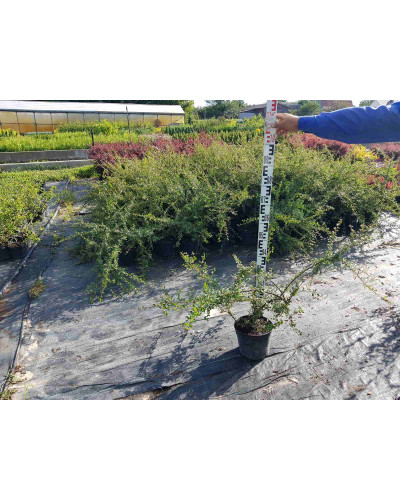 Кизильник гібридний Скогольм / Стокгольм | Cotoneaster suecicus Skogholm | Кизильник гибридный Скогольм / Стокгольм
