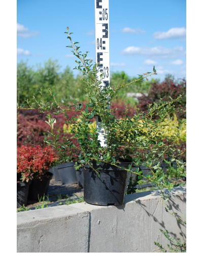 Кизильник гібридний Скогольм / Стокгольм | Cotoneaster suecicus Skogholm | Кизильник гибридный Скогольм / Стокгольм