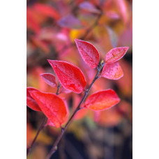 Кизильник блискучий| Cotoneaster lucidus | Кизильник блестящий