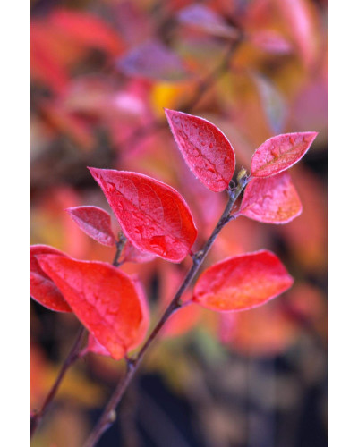 Кизильник блискучий| Cotoneaster lucidus | Кизильник блестящий