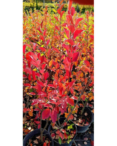 Кизильник блискучий| Cotoneaster lucidus | Кизильник блестящий