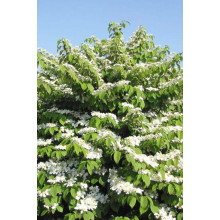Калина складчаста Ватанабе | Viburnum plicatum Watanabe | Калина складчатая Ватанабе