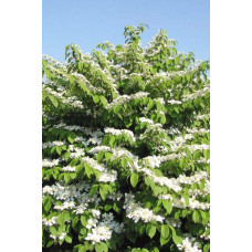 Калина складчаста Ватанабе | Viburnum plicatum Watanabe | Калина складчатая Ватанабе