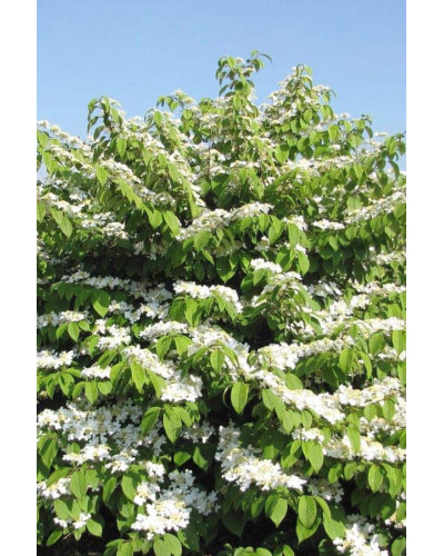Калина складчаста Ватанабе | Viburnum plicatum Watanabe | Калина складчатая Ватанабе