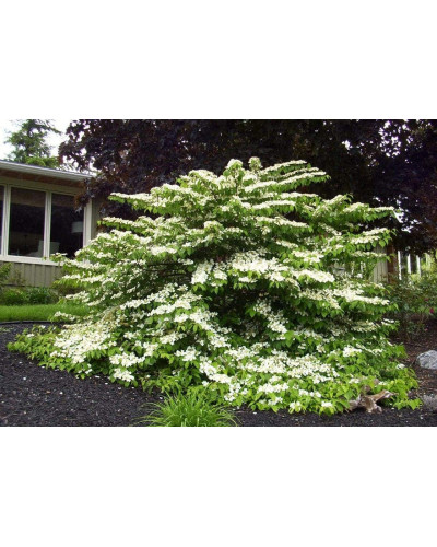 Калина складчаста Ватанабе | Viburnum plicatum Watanabe | Калина складчатая Ватанабе
