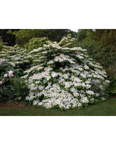 Калина складчаста Ватанабе | Viburnum plicatum Watanabe | Калина складчатая Ватанабе