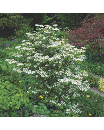 Калина складчаста Ватанабе | Viburnum plicatum Watanabe | Калина складчатая Ватанабе