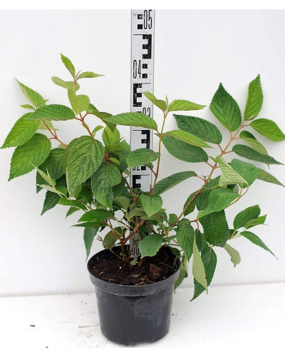 Калина складчаста Ватанабе | Viburnum plicatum Watanabe | Калина складчатая Ватанабе