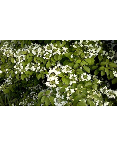 Калина складчаста Ватанабе | Viburnum plicatum Watanabe | Калина складчатая Ватанабе