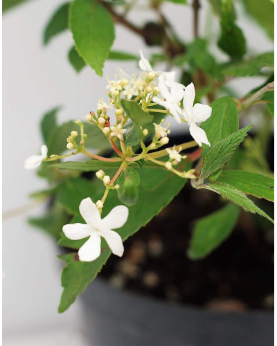 Калина складчаста Ватанабе | Viburnum plicatum Watanabe | Калина складчатая Ватанабе