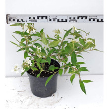 Калина складчаста Ватанабе | Viburnum plicatum Watanabe | Калина складчатая Ватанабе