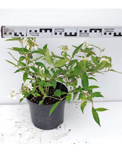 Калина складчаста Ватанабе | Viburnum plicatum Watanabe | Калина складчатая Ватанабе