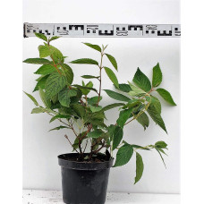 Калина складчаста Ватанабе | Viburnum plicatum Watanabe | Калина складчатая Ватанабе