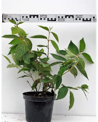 Калина складчаста Ватанабе | Viburnum plicatum Watanabe | Калина складчатая Ватанабе