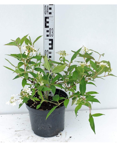 Калина складчаста Ватанабе | Viburnum plicatum Watanabe | Калина складчатая Ватанабе