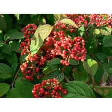 Калина складчаста Ватанабе | Viburnum plicatum Watanabe | Калина складчатая Ватанабе