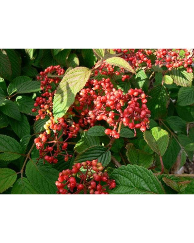Калина складчаста Ватанабе | Viburnum plicatum Watanabe | Калина складчатая Ватанабе